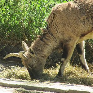 Jardin des Plantes de Paris - Another bharal