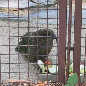 Jardin des Plantes de Paris - Kea