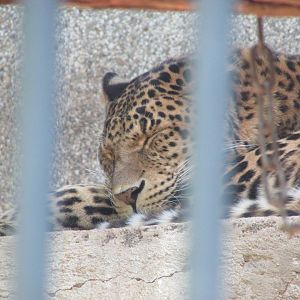 Jardin des Plantes de Paris - North Chinese leopard