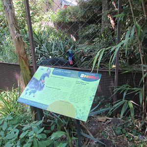 Jardin des Plantes de Paris - Cassowary with signage