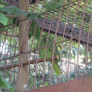 Jardin des Plantes de Paris - Red-crowned parrot