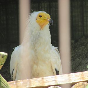 Jardin des Plantes de Paris - Egyptian vulture