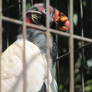 Jardin des Plantes de Paris - King vulture