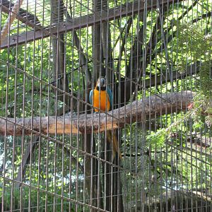 Jardin des Plantes de Paris - Blue-and-yellow macaw