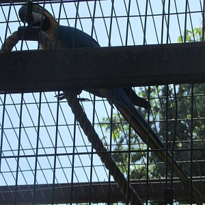 Jardin des Plantes de Paris - Another blue-and-yellow macaw