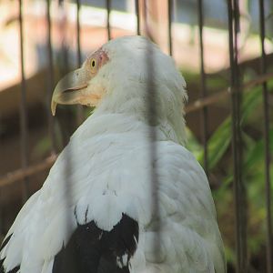 Jardin des Plantes de Paris - Palm-nut vultures