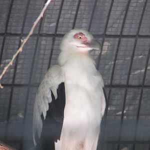 Jardin des Plantes de Paris - Another palm-nut vulture