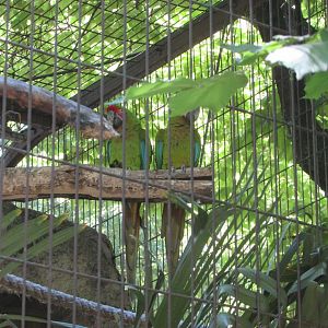 Jardin des Plantes de Paris - Buffon's macaws