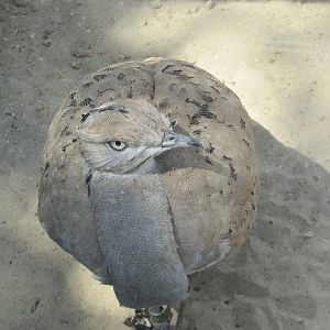 Jardin des Plantes de Paris - Asian houbara bustard