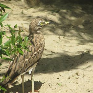 Jardin des Plantes de Paris - Eurasian thick-knee