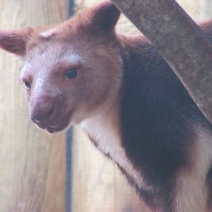 Jardin des Plantes de Paris - Goodfellow's tree-kangaroo