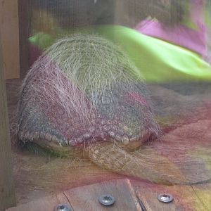 Jardin des Plantes de Paris - Great hairy armadillo