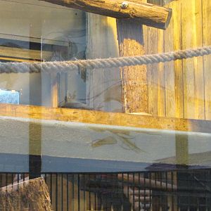 Jardin des Plantes de Paris - Sleeping yellow-throated marten