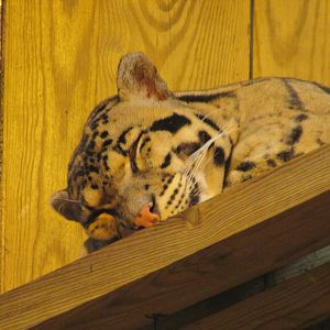 Jardin des Plantes de Paris - Clouded leopard