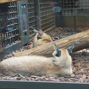 Jardin des Plantes de Paris - Caracals