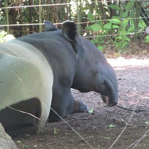 Jardin des Plantes de Paris - Malayan tapir