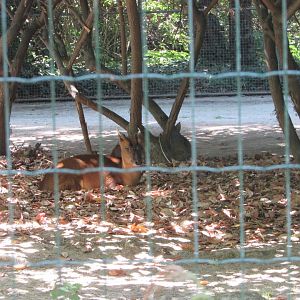 Jardin des Plantes de Paris - Reeves' muntjac