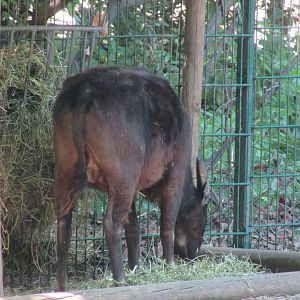 Jardin des Plantes de Paris - Lowland anoa