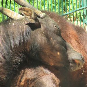 Jardin des Plantes de Paris - Another lowland anoa