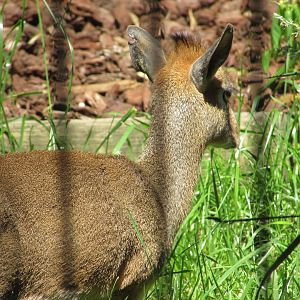 Jardin des Plantes de Paris - Kirk's dik-dik