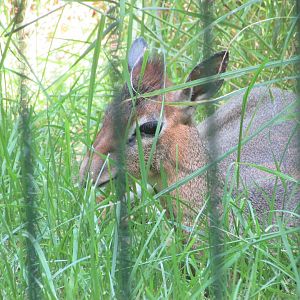 Jardin des Plantes de Paris - Another Kirk's dik-dik