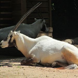 Jardin des Plantes de Paris - Arabian oryx