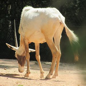 Jardin des Plantes de Paris - Another Arabian oryx