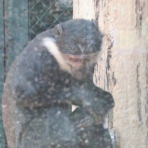 Jardin des Plantes de Paris - L'Hoest's monkey