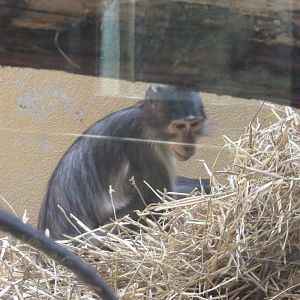 Jardin des Plantes de Paris - White-naped mangabey