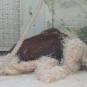 Jardin des Plantes de Paris - Bornean orangutan