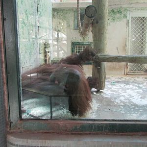Jardin des Plantes de Paris - Bornean orangutan