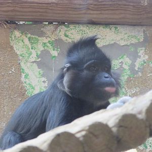 Jardin des Plantes de Paris - Black-crested mangabey