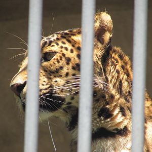Jardin des Plantes de Paris - North Chinese leopard
