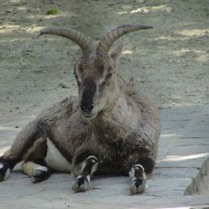 Jardin des Plantes de Paris - Bharal