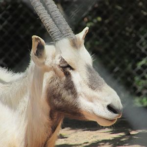 Jardin des Plantes de Paris - Arabian oryx close up