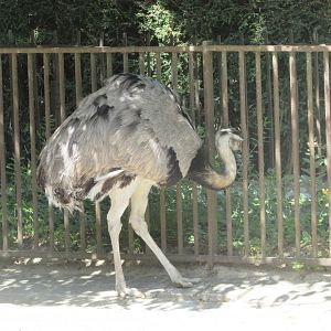 Jardin des Plantes de Paris - Common rhea