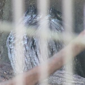 Jardin des Plantes de Paris - Tawny frogmouth