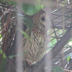 Jardin des Plantes de Paris - Tawny owl