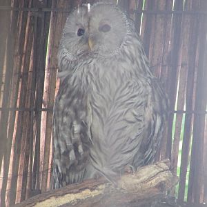Jardin des Plantes de Paris - Ural owl