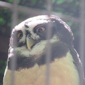 Jardin des Plantes de Paris - Spectacled owl