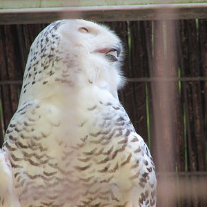 Jardin des Plantes de Paris - Snowy owl