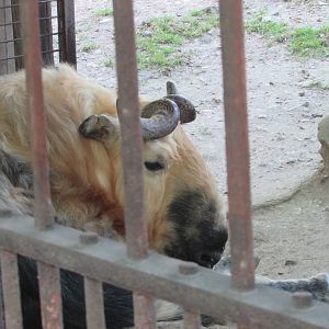 Jardin des Plantes de Paris - Sichuan takin