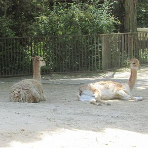 Jardin des Plantes de Paris - Vicugnas