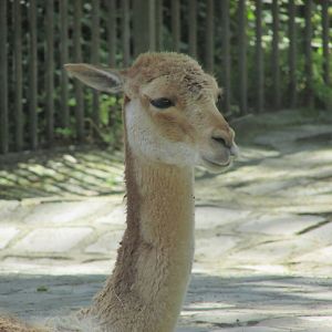 Jardin des Plantes de Paris - Vicugna close up