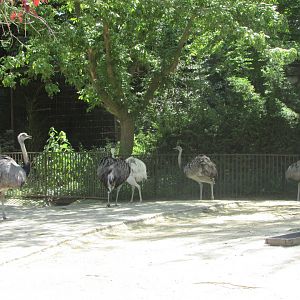 Jardin des Plantes de Paris - Rheas