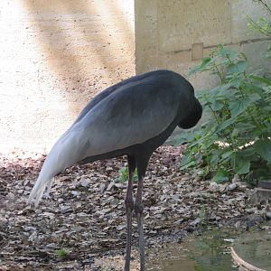 Jardin des Plantes de Paris - White-naped crane