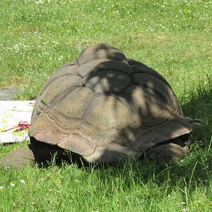 Jardin des Plantes de Paris - Aldabra giant tortoise