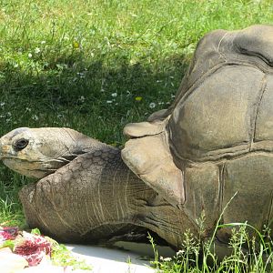 Jardin des Plantes de Paris - (Another?) Aldabra giant tortoise