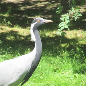 Jardin des Plantes de Paris - Demoiselle crane