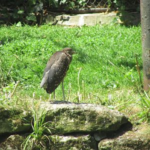 Jardin des Plantes de Paris - Juvenile black-crowned night heron